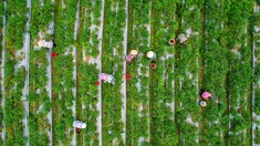 【组图】《收获》 2025-08-03   江苏省宜兴市